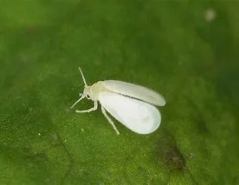 Whitefly